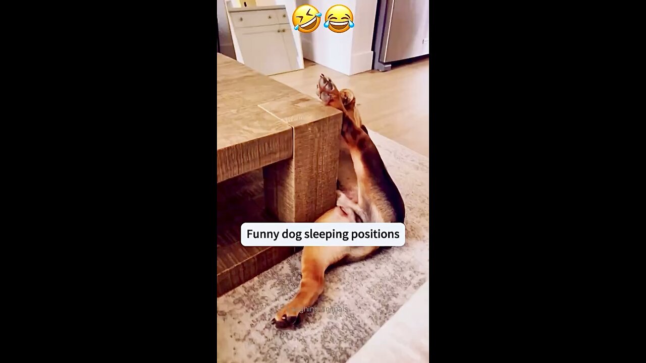 Dogs are sleeping in most weird ways 🤣😂