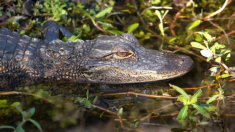 Young Alligator Sneaks Quietly into the Water