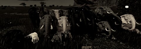 Savannah life with PRC