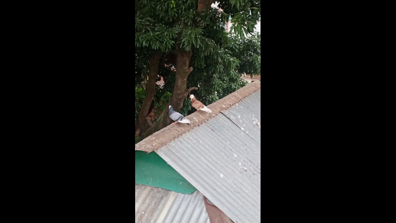 কবুতরগুলো অনেক সুন্দর #rumbleshorts
