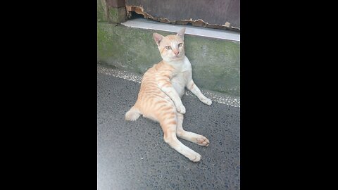 Funny Orange Cat Melts with Joy When His Owner Rubs His Belly – Too Cute to Handle! 😂🐱