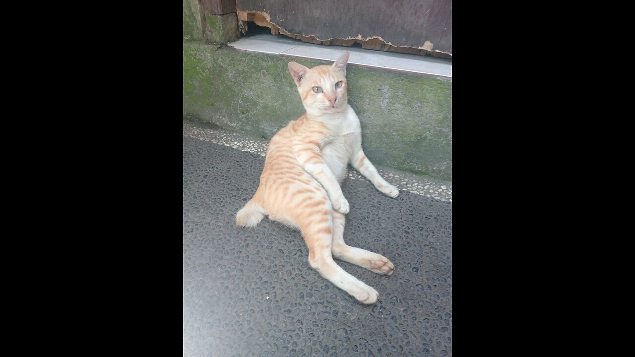 Funny Orange Cat Melts with Joy When His Owner Rubs His Belly – Too Cute to Handle! 😂🐱