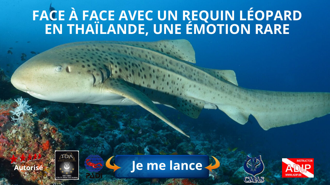 Face à face avec un requin léopard en Thaïlande, une émotion rare