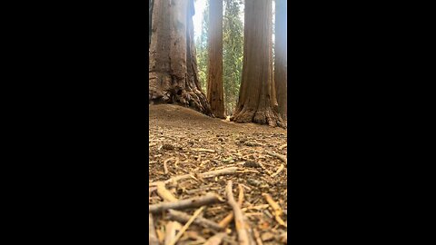 SPAZIERGANG ZWISCHEN RIESEN