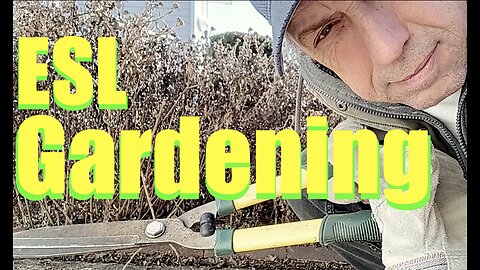 Gardening - ESL - Cutting down Bushes (Chrysanthemums)