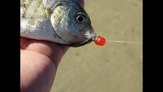 Rigging and Hooking Gulp! Sandworms for Surf Fishing