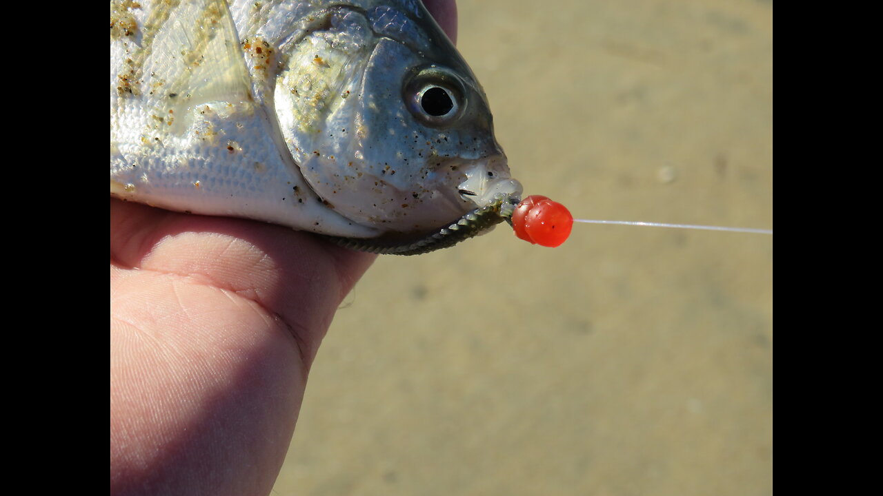 Rigging and Hooking Gulp! Sandworms for Surf Fishing