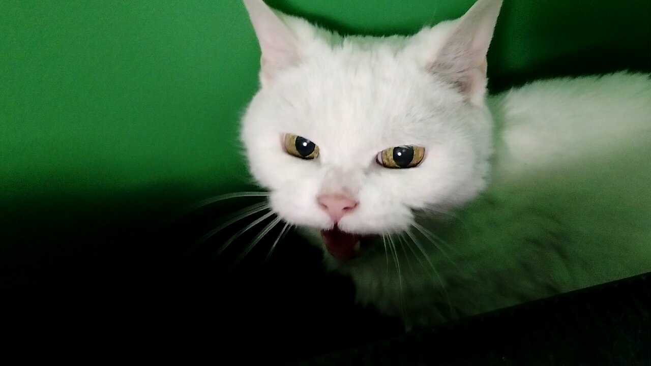 Meet Useless