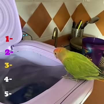 top fun parrots cute funny video