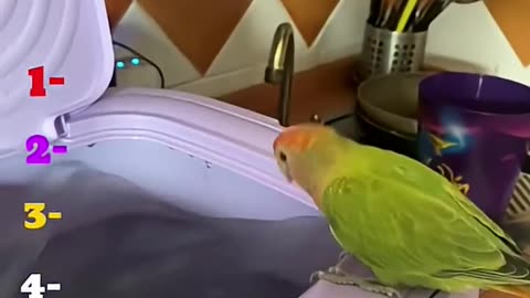 top fun parrots cute funny video