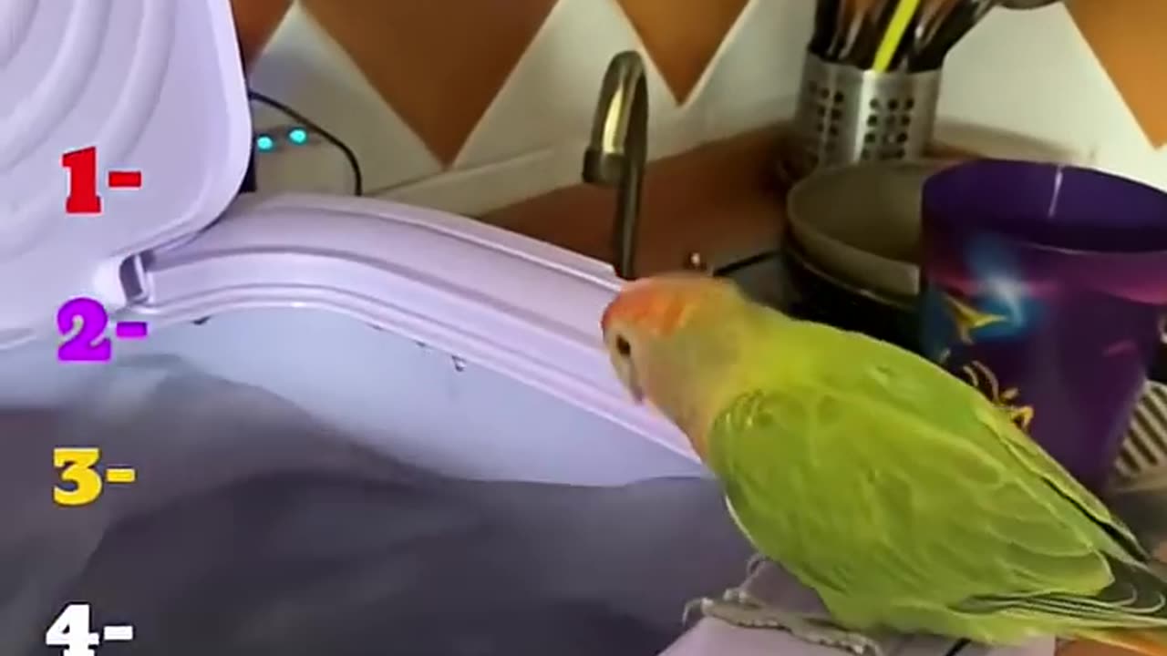 top fun parrots cute funny video