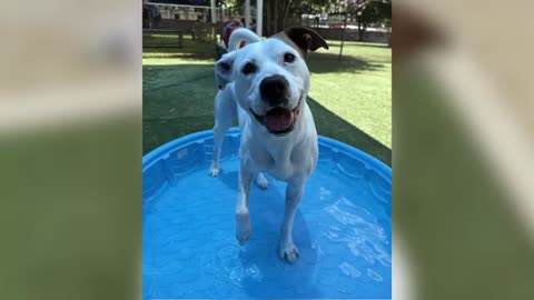 Mett Piper, Pet of the week for the San Antonio Humane Society