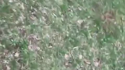 4v1 fight goes viral on TikTok: Man injured in brawl caught in cut-off video