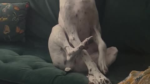 Dog Wants to Know Where You've Been All Night