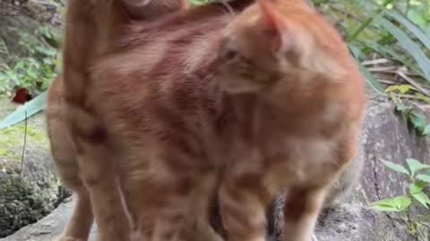 Animal Verse – Episode 1 - The Cute Bunny 4