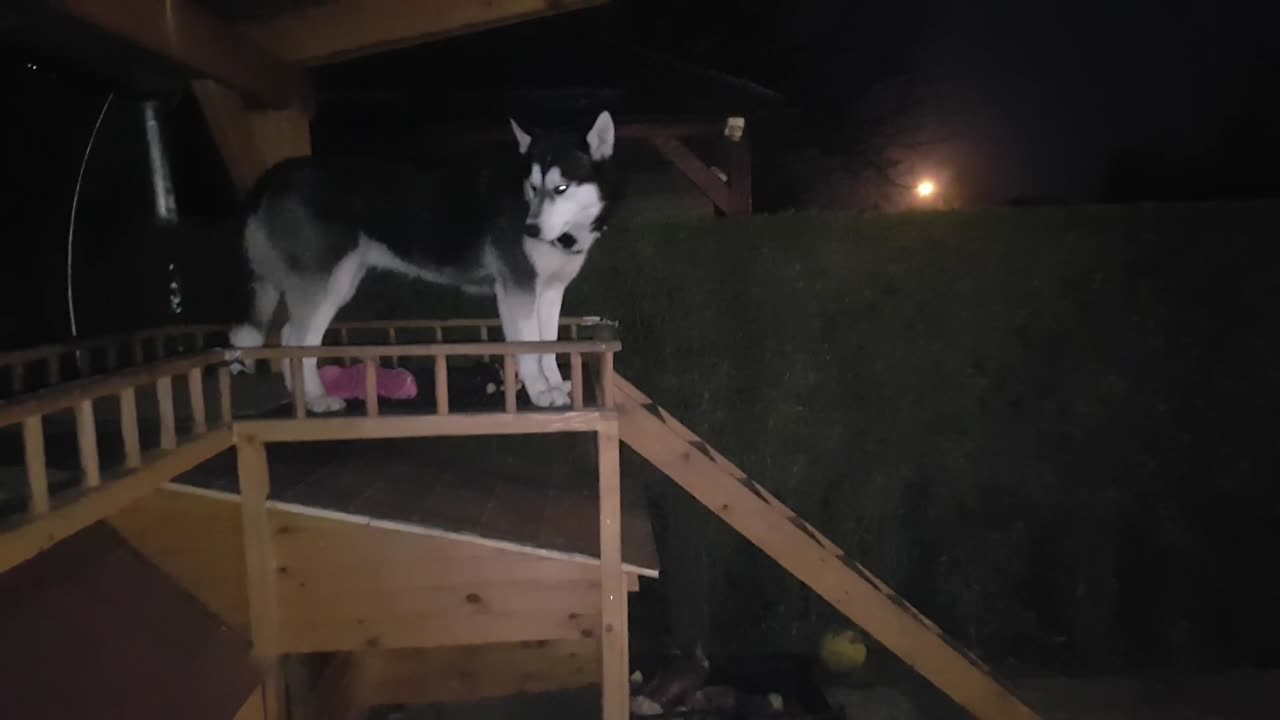 Husky and GSD siblings disagreement ends unexpectedly