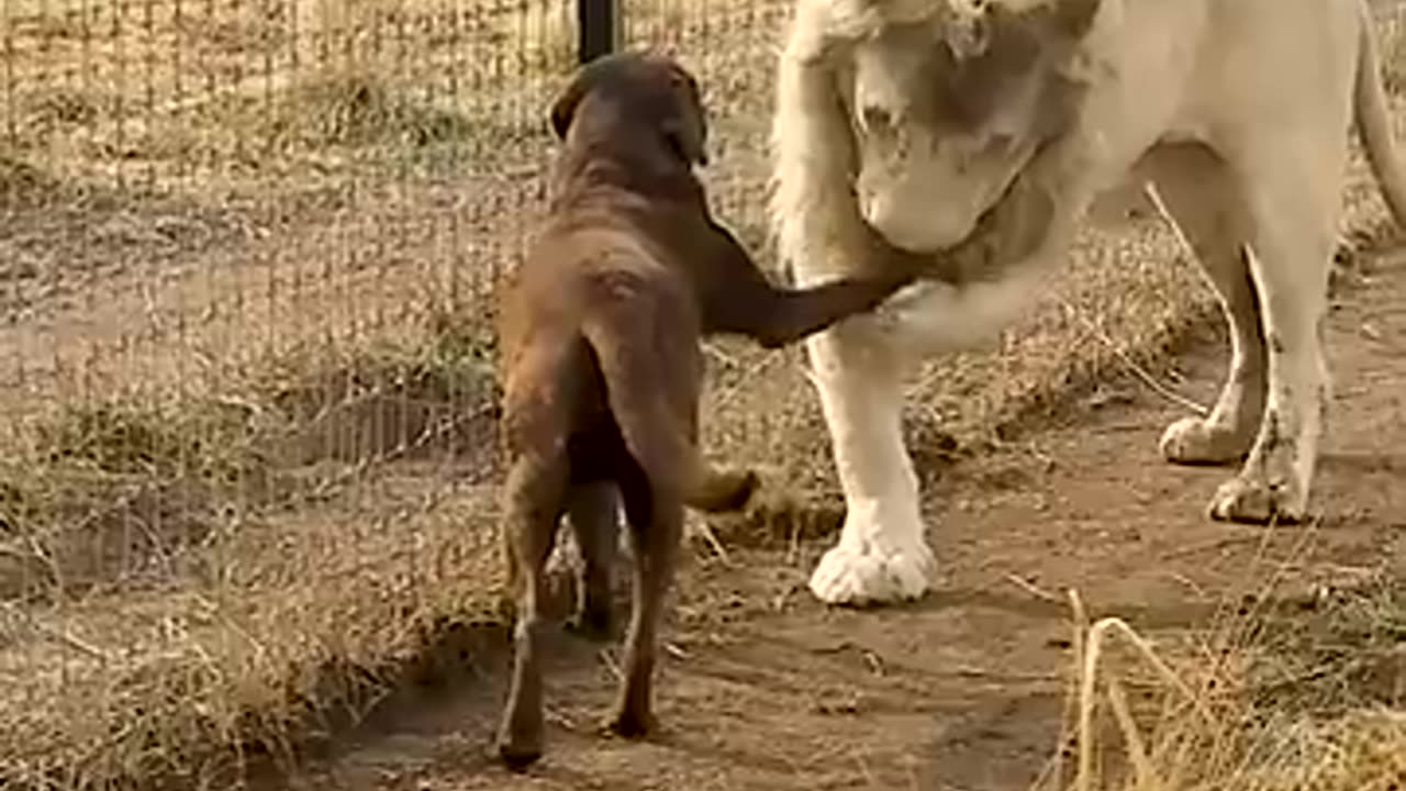 Adorable Lion Cub Kisses Puppy’s Paw