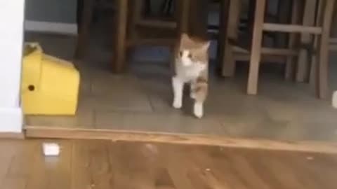 😂🐶 When Dogs Mistake Your Stuffed Animal for You! | FunFM