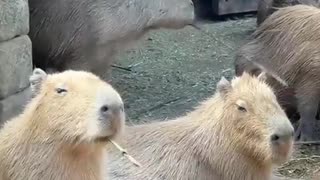😂💪 He Knows What He's Doing! | FunFM