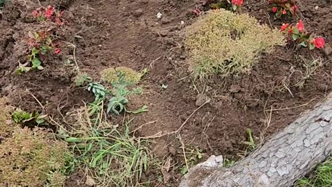 New Sedum Venue populated