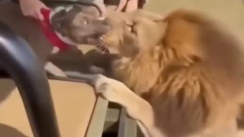 What is this 🤷🤔