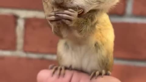 Funny animal videos