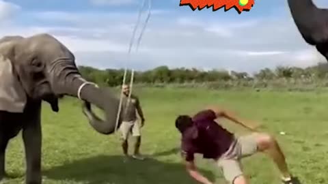 Funniest Animal Fails 😂 Try Not to Laugh! 🐾