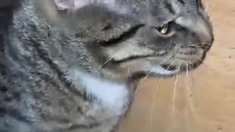 Very funny 😂 cat 🐈😺