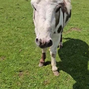 Dog and human animal funny