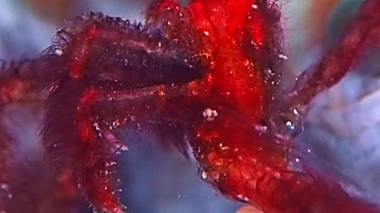 Orangutan Crab Hairs Gently Float In Sea Current Breeze