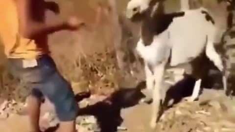 😂🐴 Man Annoys Donkey and Regrets It! | FunFM