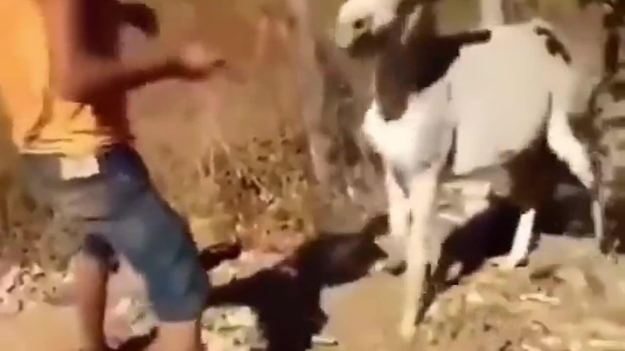 😂🐴 Man Annoys Donkey and Regrets It! | FunFM