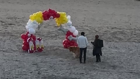 Dog's Sunset Birthday Celebration At Cannon Beach