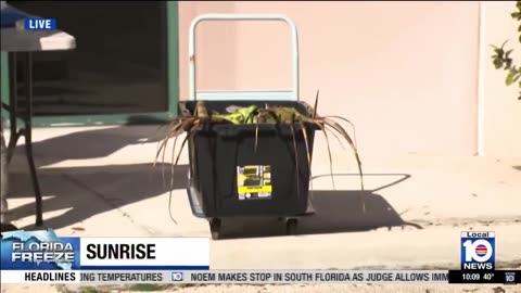 Iguana removal program in Florida