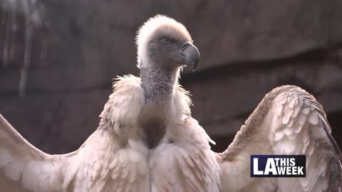 New Cape Vulture Habitat at LA Zoo