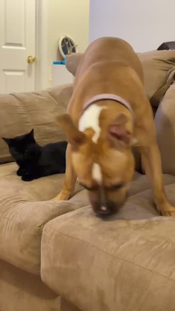 Bitty Fighting Her Inner Demons Trying Not to Mess With the Kitten