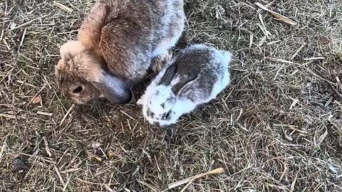 kaninbebis testar sina första steg