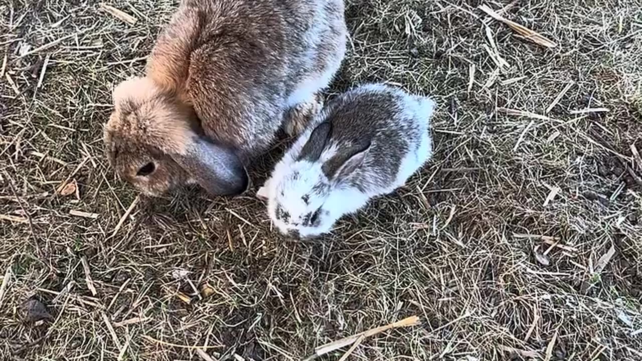 kaninbebis testar sina första steg