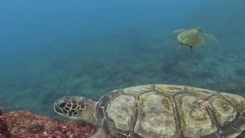 Sea Turtle Bites Diver's Camera