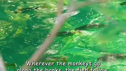 😮✨ Fish That Jump Out of Water to Eat Fruit?! You Won't Believe This! | FeedMyCuriosity