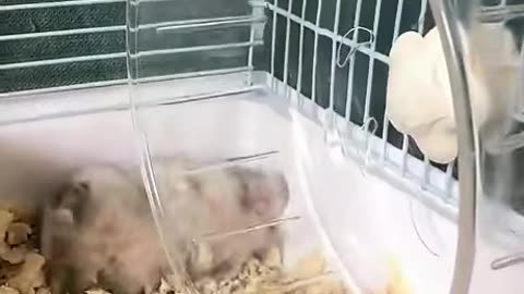 Hamster Core Funny Scenes Cute Stuff