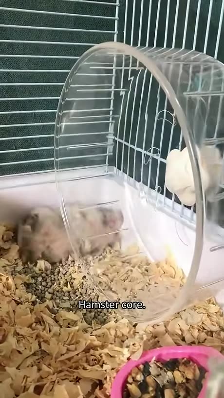 Hamster Core Funny Scenes Cute Stuff