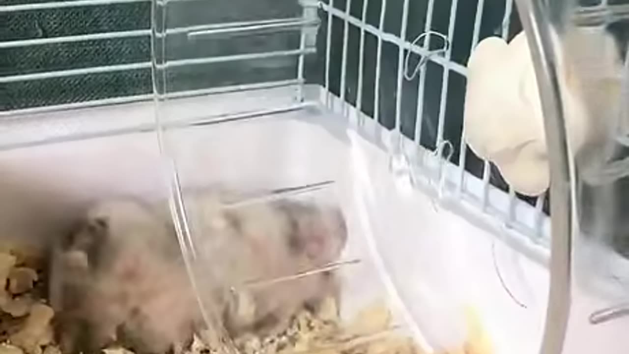 Hamster Core Funny Scenes Cute Stuff