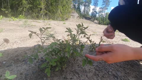 Wild Tomatoes Update🍅