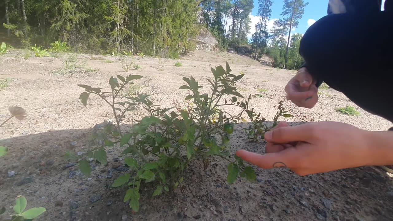 Wild Tomatoes Update🍅