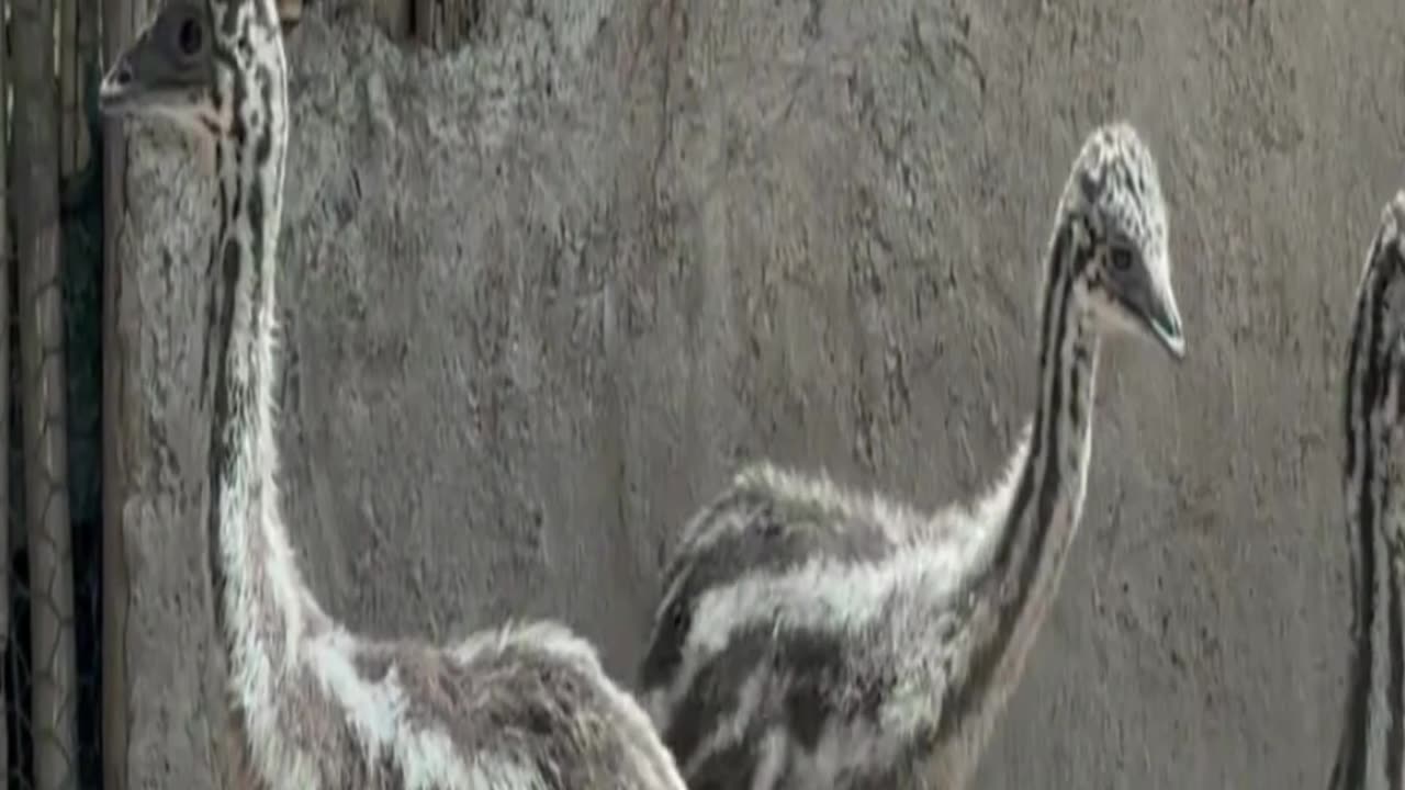 emu