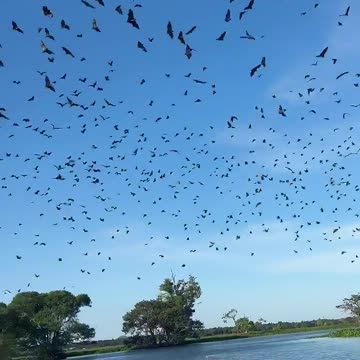 “Sri Lanka | Disturbing a Tree Full of Bats 😱🦇”