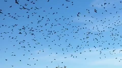 “Sri Lanka | Disturbing a Tree Full of Bats 😱🦇”