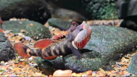 Meet the Gobio Dragon Fish – Rare Freshwater Dragon