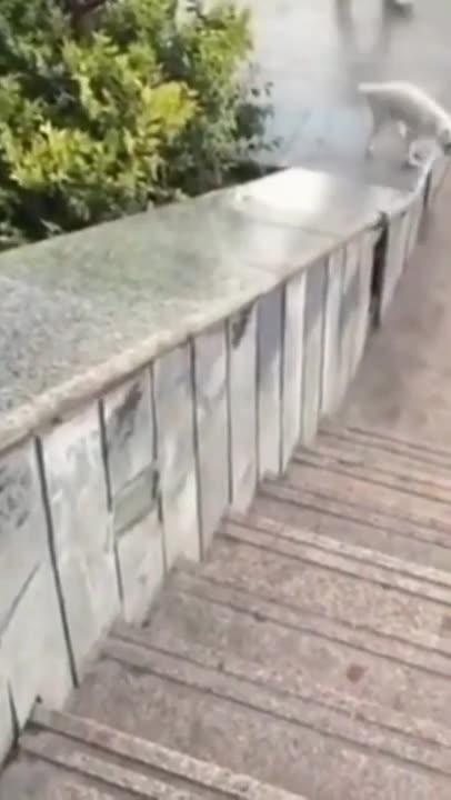 Cute & Funny Animals Compilation